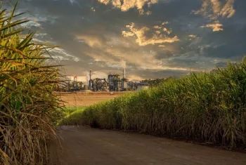 Safra de cana 2025/26 no Centro-Sul fecha com 611 milh�es de toneladas e setor inicia novo ciclo priorizando etanol