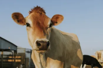 Tecnologia de biometria bovina chega ao Brasil com foco em rastreabilidade e seguran�a no campo