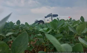 Vazio sanit�rio da soja j� est� em vig�ncia em Mato Grosso