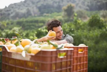Egito e �frica do Sul dominam mercado global de laranja de mesa e ampliam press�o sobre concorrentes