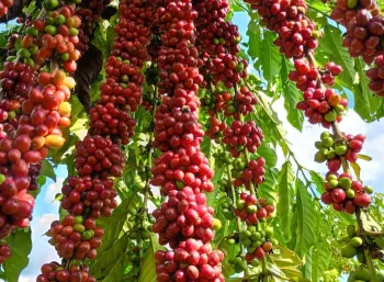 Com assist�ncia t�cnica da Empaer, cafeicultura de Colniza alcan�a produtividade recorde