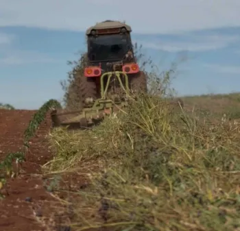 Manejo correto da planta de cobertura na entressafra faz toda a diferen�a no pr�ximo ciclo