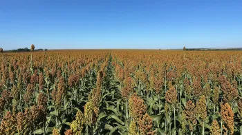 Com safrinha sob risco, produtor encontrou no sorgo uma solu��o para rentabilidade e manejo de plantas daninhas