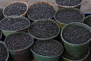 Nanofertilizante feito com caro�o de a�a� aumenta crescimento de milho e sorgo