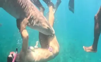 Uma brasileira e outros criadores de conte�do sofreram ataques ao se aproximarem de tubar�es para produzir fotos com tubar�es.