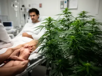 Cannabis (IA)