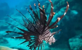 Peixe-le�o capturado