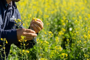 Canola avan�a no Brasil como op��o rent�vel no inverno