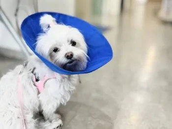 Castra��o traz ganhos f�sicos e comportamentais para os pets