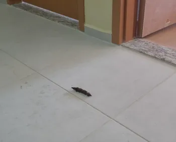 Cachorro de Madame: Desafios de Higiene no Hall do Condom�nio