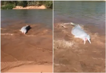 Botos >pescando> �s margens do Rio Araguaia