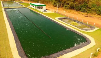 Spirulina.