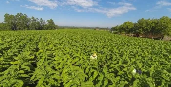 RS: culturas de milho e tabaco ser�o prejudicadas pela seca