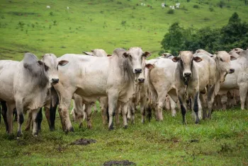 FCO aprova R$ 25,4 milh�es para investimentos na modalidade rural