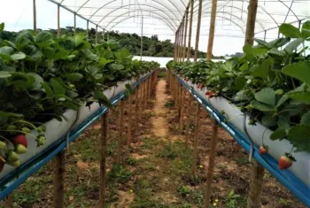 Horticultura ganha posi��o de destaque na economia do Sul de Minas