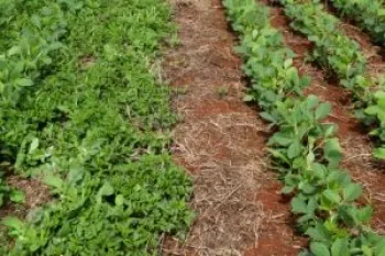 �nio Lemes Rosa - Engenheiro Agr�nomo CREA: PR