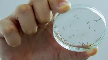 Casos de chikungunya em Mato Grosso aumentam 3,5 vezes este ano