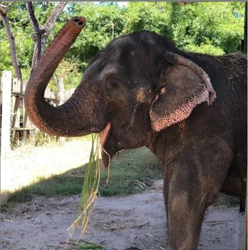 Elefanta Lady chega ao Santu�rio do Elefantes em Chapada dos Guimar�es
