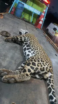 On�a-pintada � encontrada morta �s margens de rodovia em MT