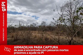 Armadilha para captura de aves � encontrada com p�ssaros mortos pr�ximo a a�ude no PI Foto: Arquivo Pessoal (Ajustada por IA)