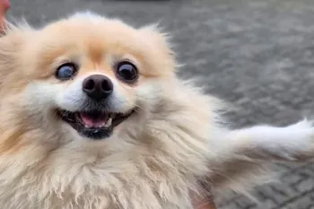 Lulu da Pomer�nia furtado � encontrado em resid�ncia e suspeito � preso em Joinville.