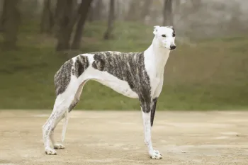 O greyhound combina pernas longas, cintura estreita e pelagem curta em uma estrutura corporal adaptada para correr em alta velocidade (Imagem: Nikaletto | Shutterstock)