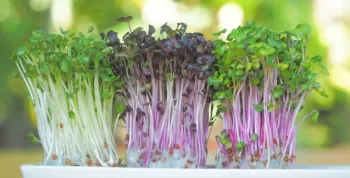 Fceis de plantar em casa: conhea os microverdes