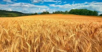 Trigo no Cerrado Central tem potencial de crescimento
