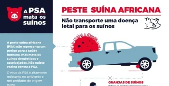 Novo surto de peste su�na africana mata 3.000 porcos na Indon�sia
