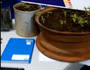 A��o conjunta apreende 23 plantas de maconha e recupera motocicleta em Ju�na