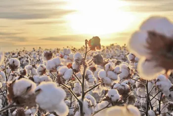 PIB do agroneg�cio da Bahia cresce 4% no primeiro trimestre