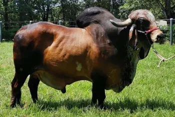 Semex Brasil realiza exporta��o de gen�tica bovina para a �ndia
