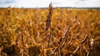 Levantamento consolidado aponta aumento na safra de soja em Mato Grosso