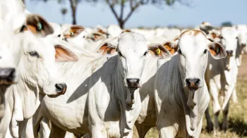 Conselho aprova redu��o de ICMS para venda de gado em Mato Grosso