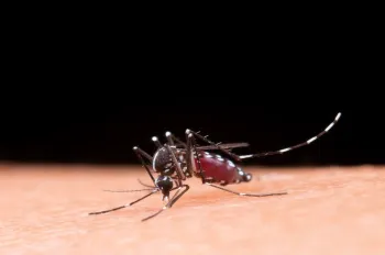 Dengue: como identificar, tratar e prevenir