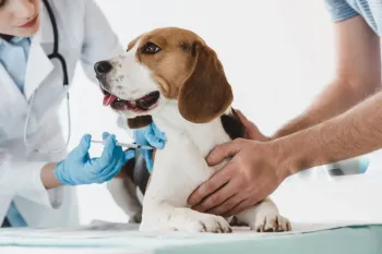 Cuidados com a sa�de dos animais: vacina��o e vigil�ncia seguem essenciais para prevenir a doen�a. Foto: Divulga��o/Qualittas