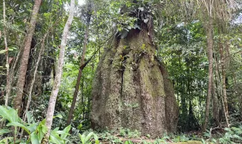 Floresta Amaz�nica conservada em Caracara�, Roraima. Foto: Fab�ola Sinimb�/Ag�ncia Brasil