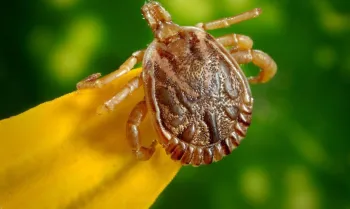 Carrapato-estrela, transmissor da bact�ria causadora da febre maculosa: mortes na cidade de Amparo est�o sendo investigadas - Foto: Divulga��o