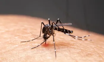 Mosquitos s�o transmissores da dengue e da mal�ria. Foto: witsawat/ Adobe Stock