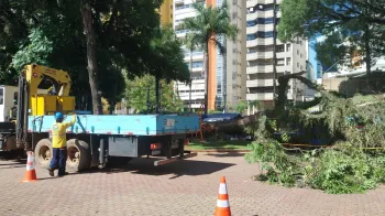 Duas equipes do Departamento de Parques e Jardins (DPJ) foram acionadas e est�o no Centro de Conviv�ncia para realizar a remo��o e a limpeza - Foto: Divulga��o
