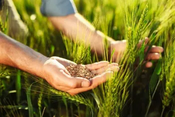 Mercado Brasileiro de Trigo Ganha F�lego com Aumento da Demanda Interna