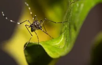 Combate ao Aedes aegypti: Sa�de de SP intensifica alertas contra chikungunya
