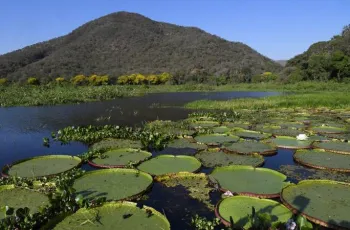 Senado aprova incluso do Pantanal Sul-Mato-grossense como patrimnio nacional