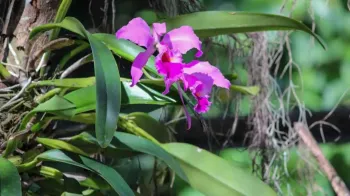 V�rzea Grande realiza 1� Festival de Flores e Plantas com abertura especial no Dia dos Namorados
