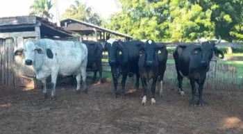 Seaf abre licita��o para servi�o de transfer�ncia de embri�es bovinos voltados � agricultura familiar