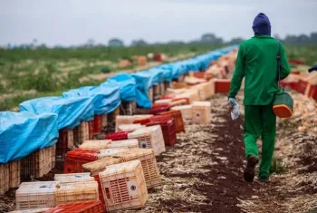 Brasil cria mais de 166 mil empregos formais em junho, com destaque para o setor agropecurio