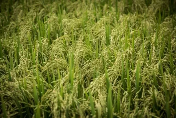 Mercado de Arroz Mant�m Ritmo Lento e Liquidez M�nima no In�cio de Agosto