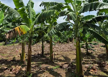Duas cultivares da Embrapa s�o resistentes � mais grave doen�a mundial das bananeiras