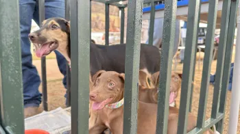 Ces encontram lares permanentes, em doao responsvel na feira do Nova Barra
