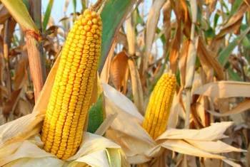 Pre�o do milho sobe na maioria das regi�es, mas mercado deve perder for�a at� o fim do ano